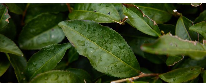 Die wichtigsten Inhaltsstoffe des Tees