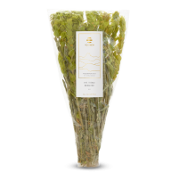 Titan Mountain Tea Bio