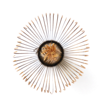Matcha Whisk Omote-senke Kuro Kazuho