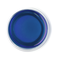 Butterfly Pea