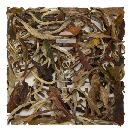 Orchid White Tea