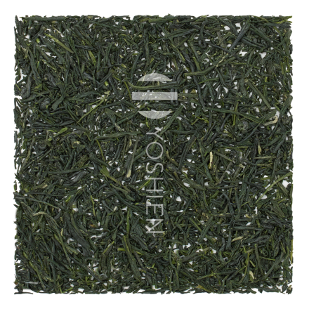 Hon Gyokuro Asahina Suzaku