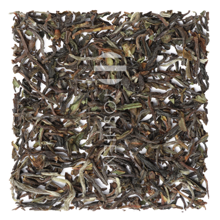 Darjeeling First Flush 2019 Glenburn FTGFOP1 (Cl), Sans Pesticides