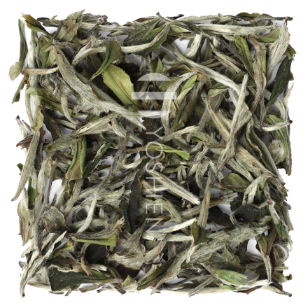 Zheng He Bai Mu Dan Pest.Free