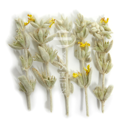 Stachys Iva Mountain Tea Bio