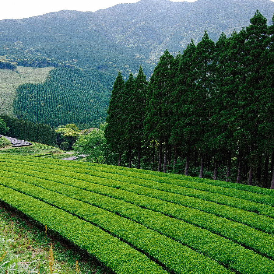 Organic Miyazaki Kabusecha