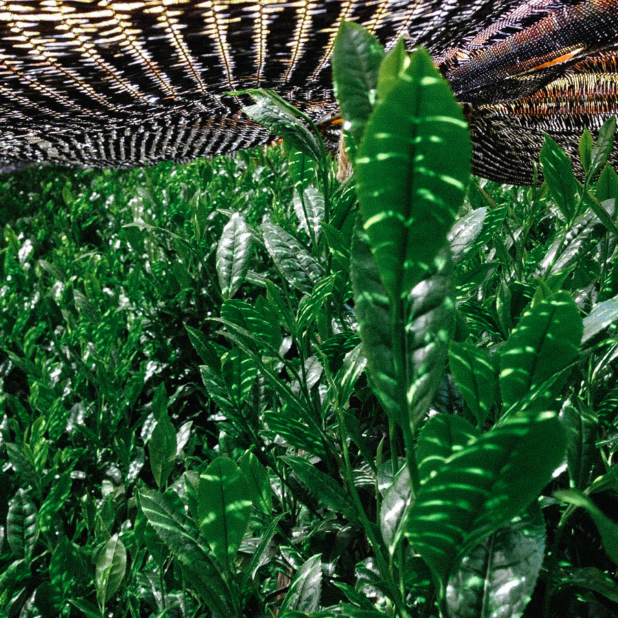 Kabusecha Miyazaki bio Kabusecha Miyazaki bio