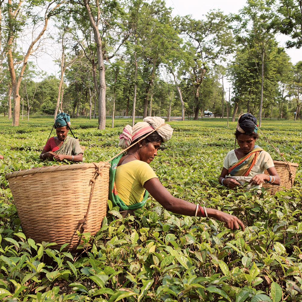 Satrupa Assam Golden Tipps Satrupa Assam Golden Tipps