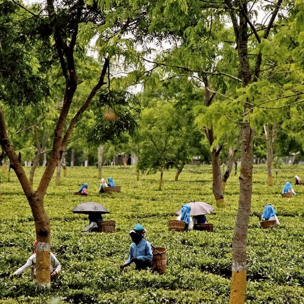 Satrupa Assam Golden Tipps