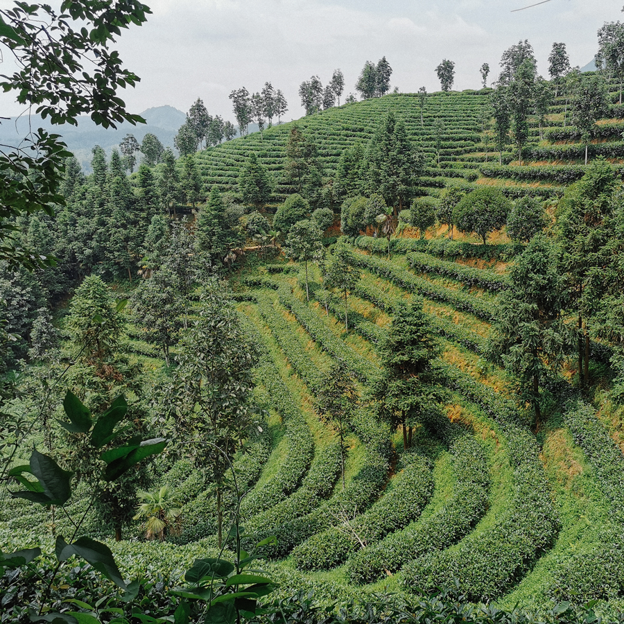 Zheng He Bai Mu Dan Pest.Free