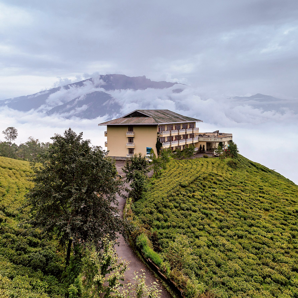 TEMI FIRST FLUSH DARJEELING