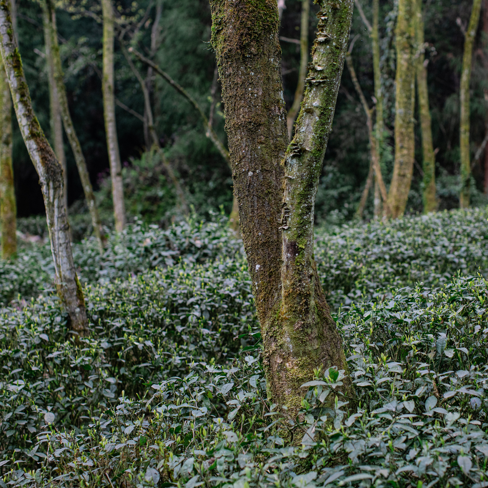 EMEI ZHU YE QING PEST.FREE EMEI ZHU YE QING PEST.FREE