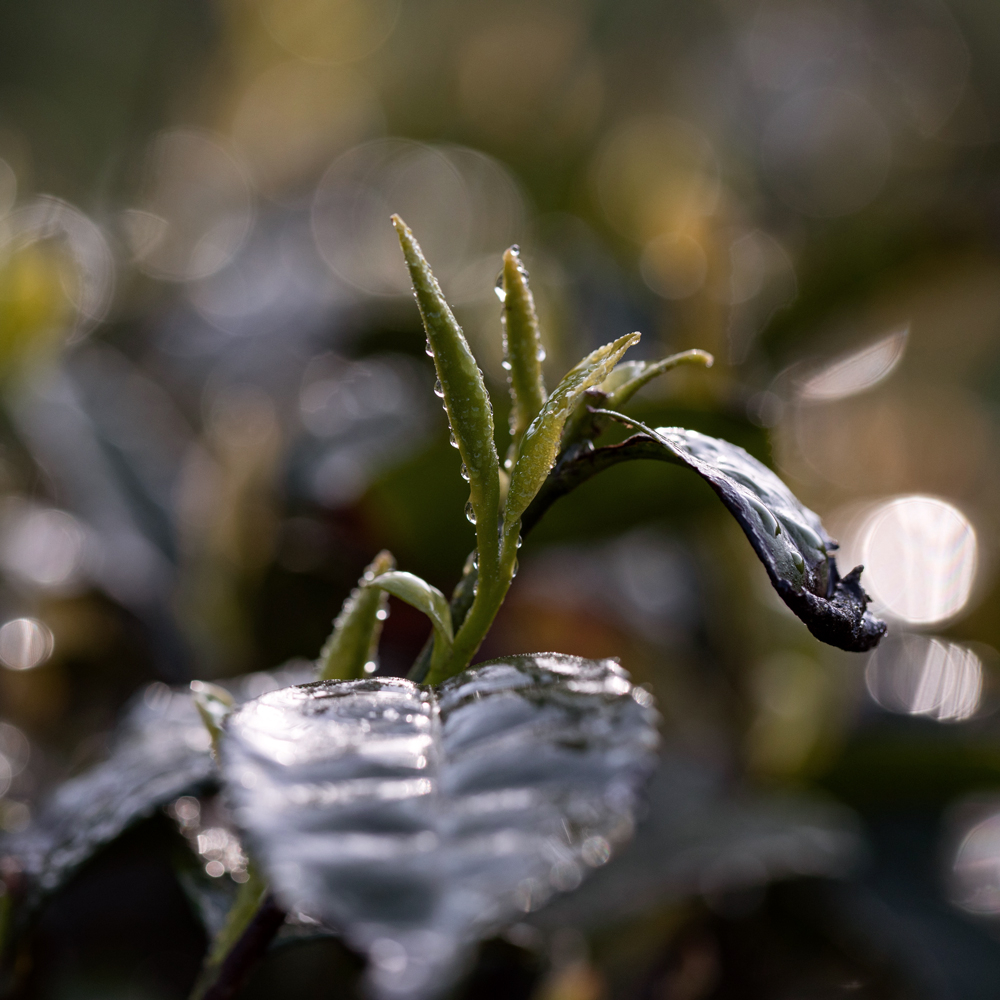 EMEI ZHU YE QING SANS.PEST