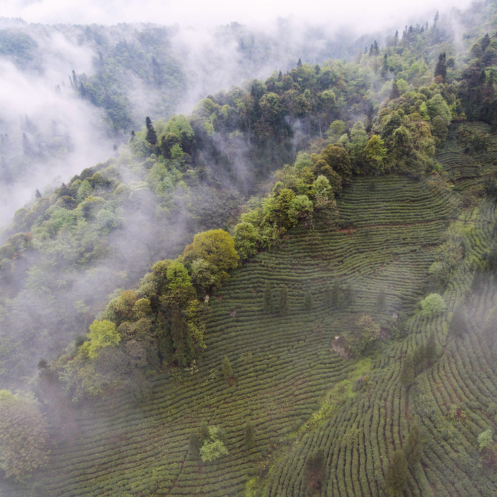 EMEI YA JIAN  EMEI YA JIAN
