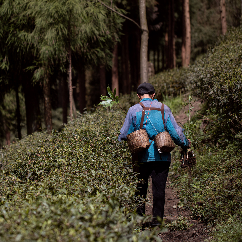 EMEI YA JIAN  EMEI YA JIAN