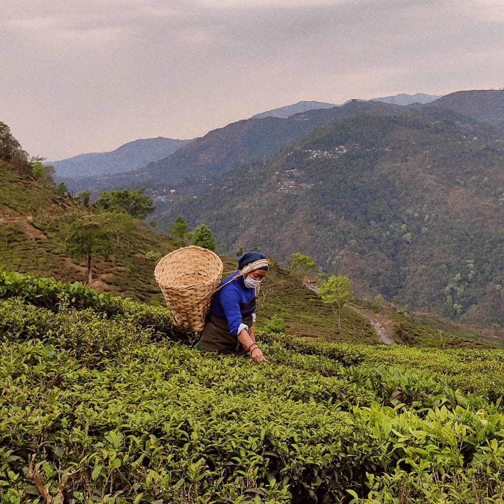 Darjeeling White First Flush Jungpana 