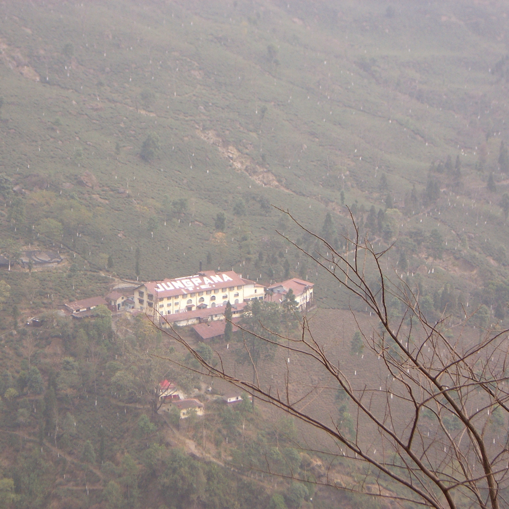 Darjeeling White First Flush Jungpana 