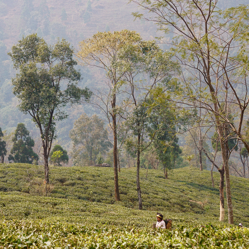 Darjeeling blanc First Flush Jungpana 
