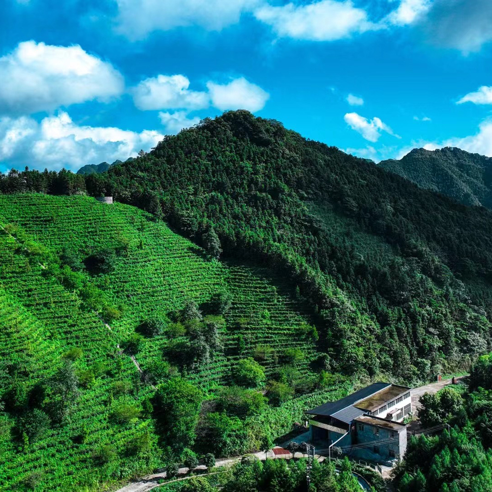 Bai Mao Cha High Catechin Grüntee