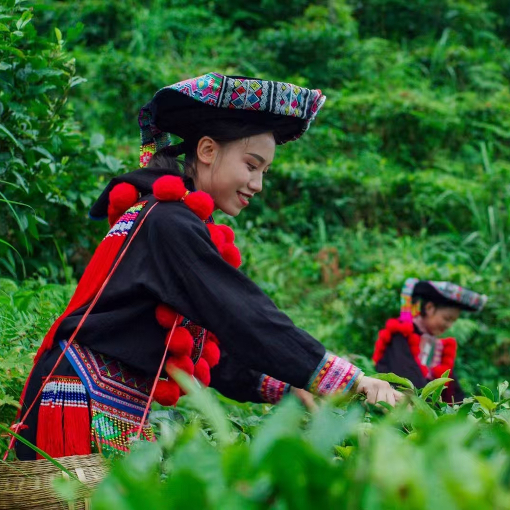 Bai Mao Cha High Catechin Grüntee Bai Mao Cha High Catechin Grüntee