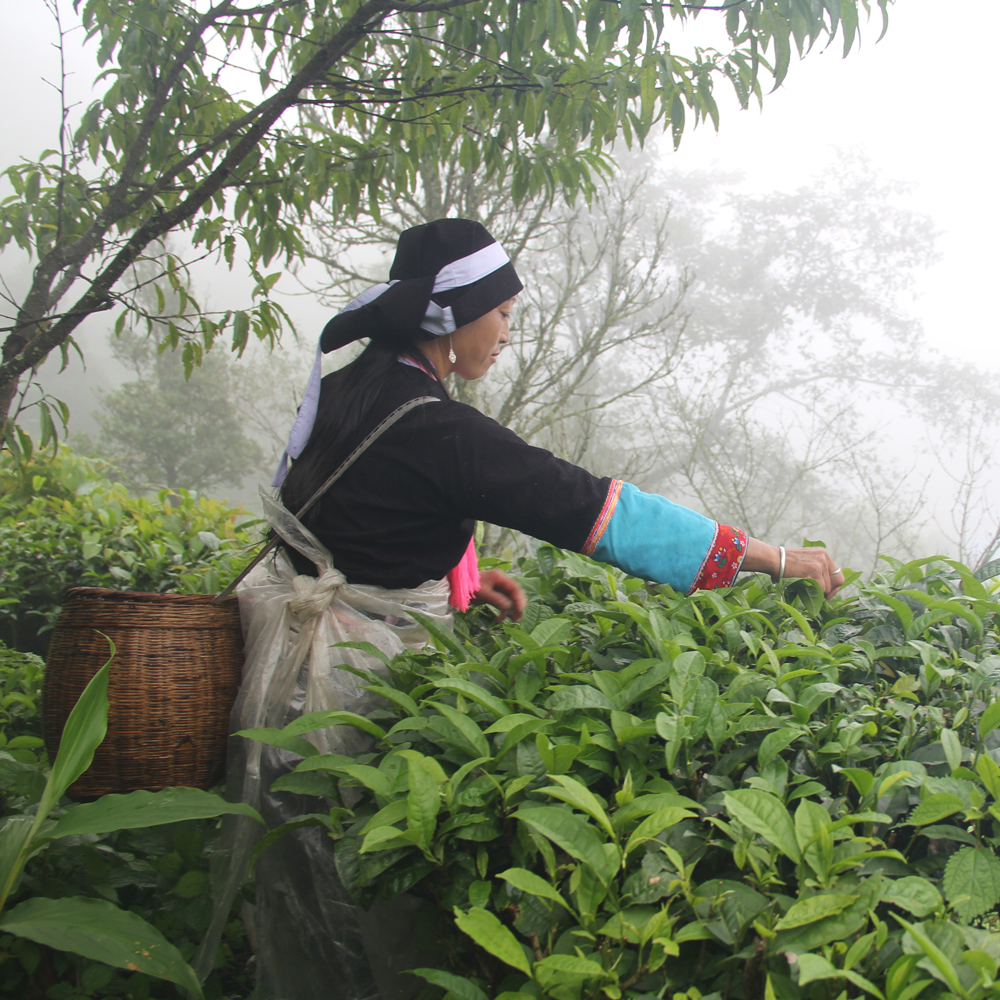 Bai Mao Cha High Catechin Green Tea
