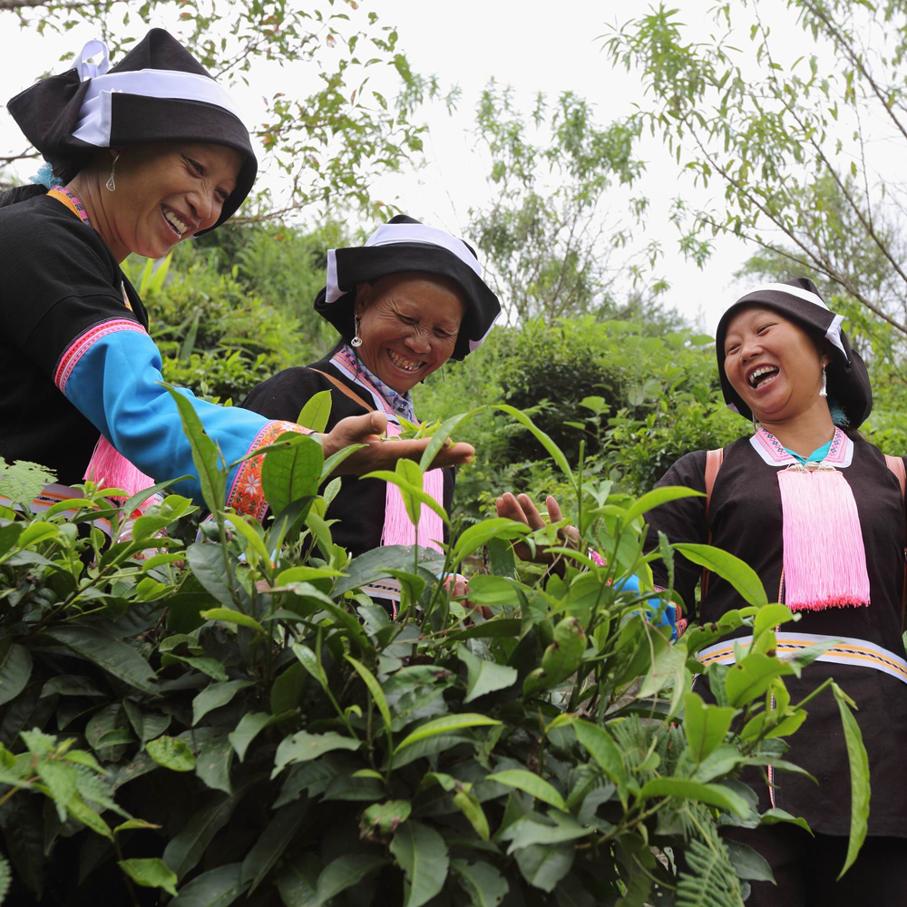 Bai Mao Cha High Catechin Green Tea