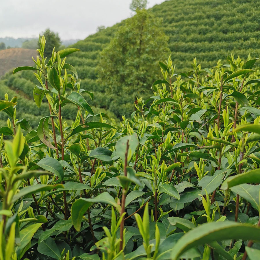 Bai Mao Cha Thé vert riche en catéchines Bai Mao Cha Thé vert riche en catéchines