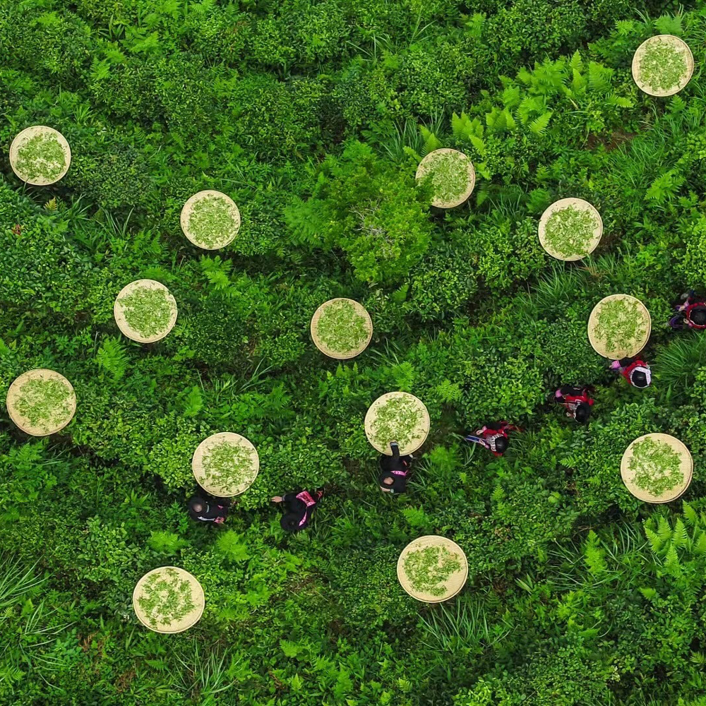 Bai Mao Cha Thé vert riche en catéchines