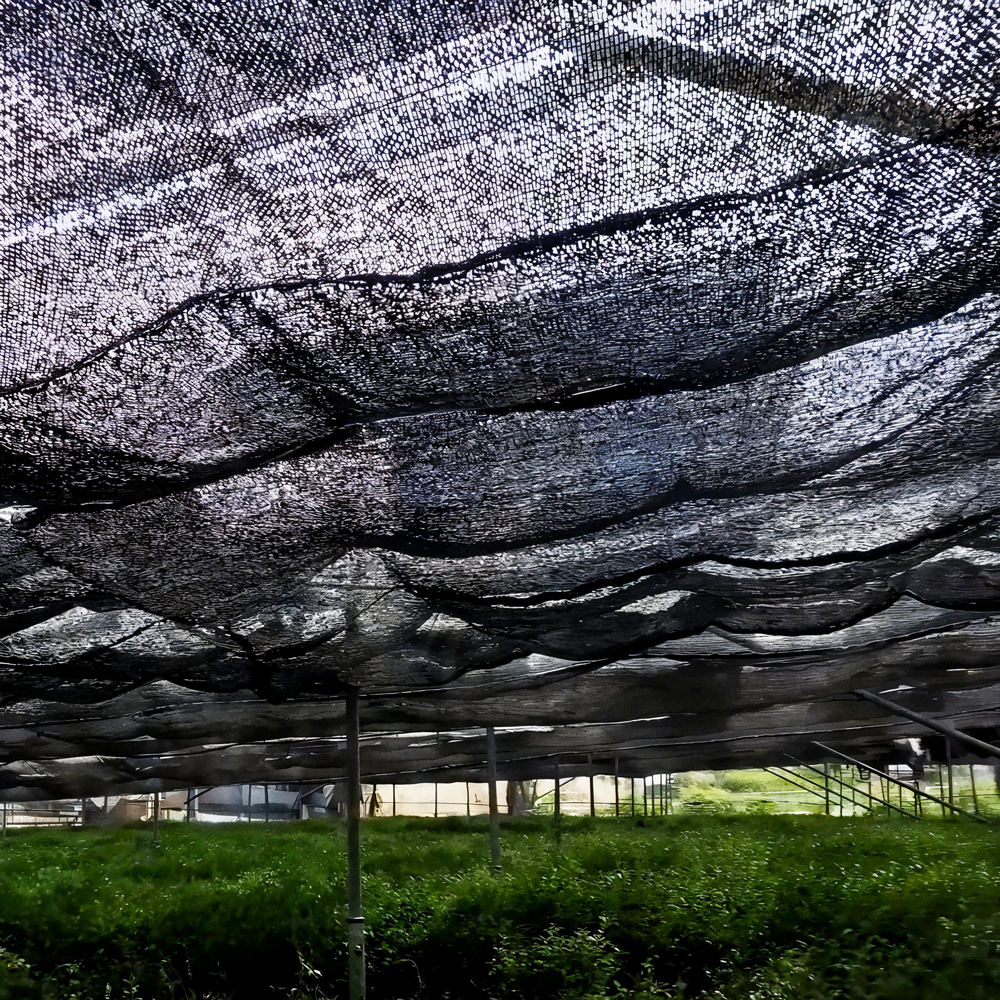 GABA Gyokuro Yabukita Bio