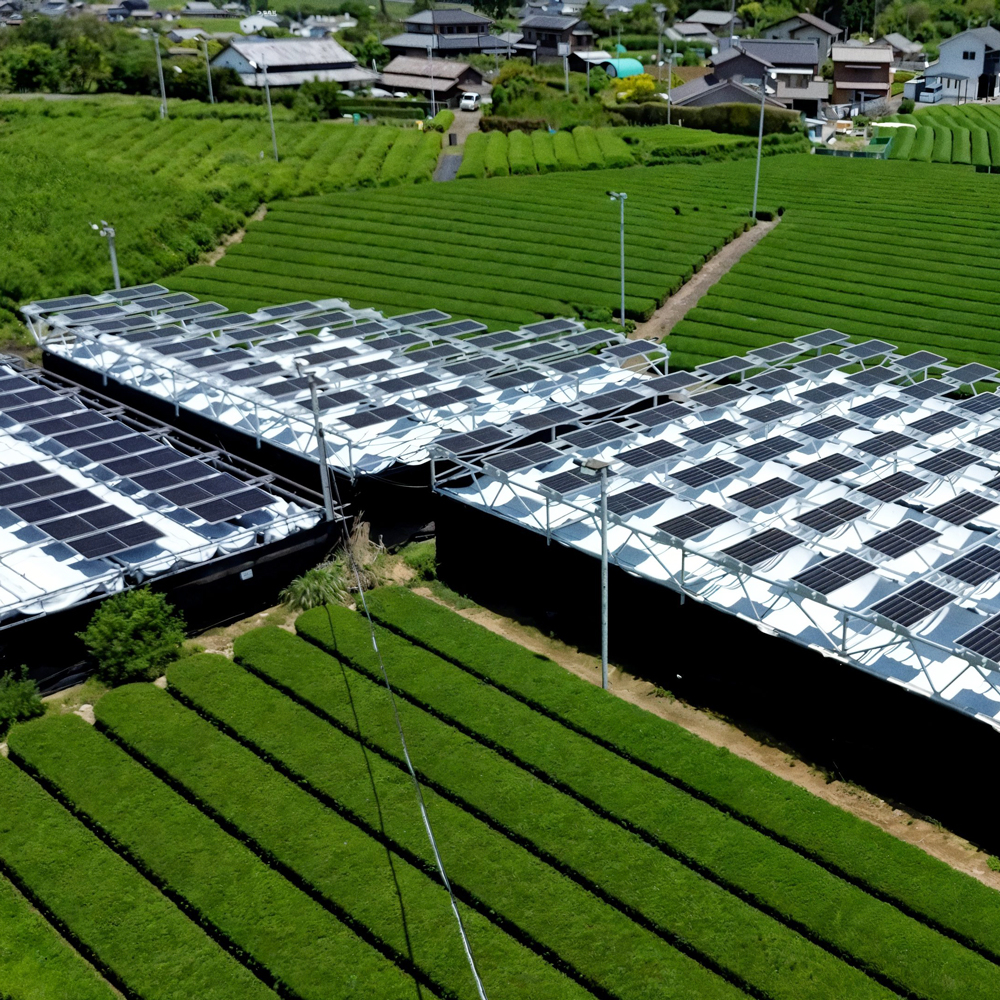 GABA Gyokuro Yabukita Organic GABA Gyokuro Yabukita Organic