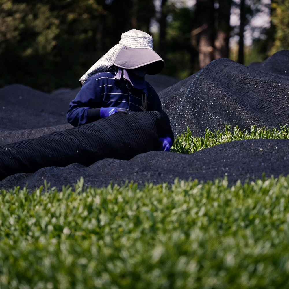 GABA Gyokuro Yabukita Bio