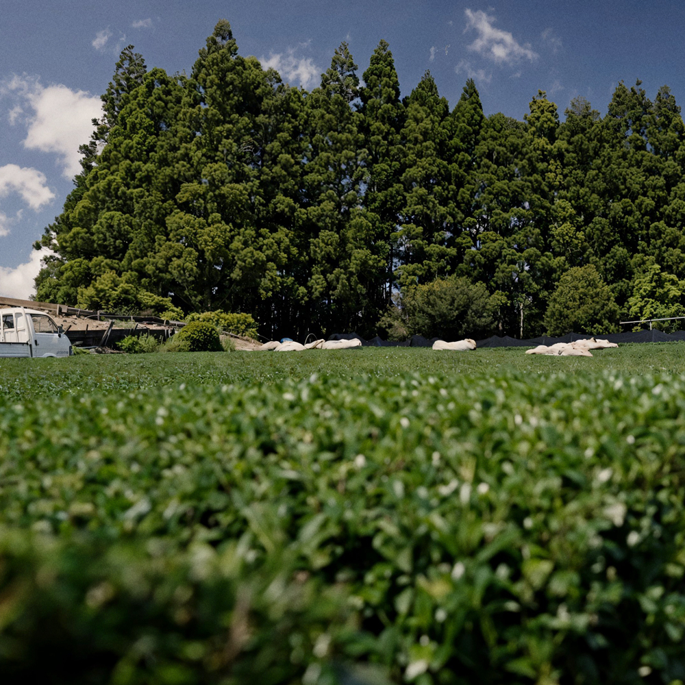 GABA Gyokuro Yabukita Bio