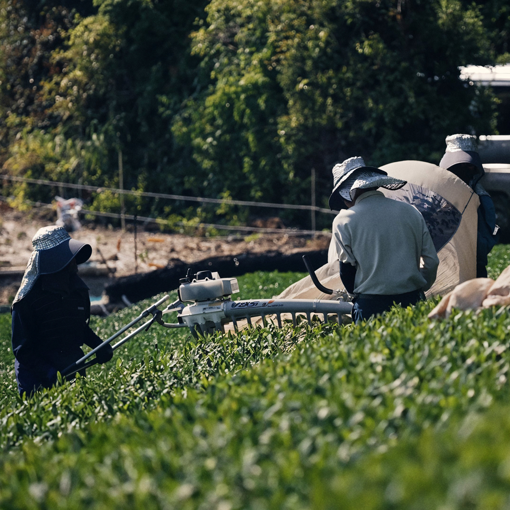 GABA Gyokuro Yabukita Bio GABA Gyokuro Yabukita Bio