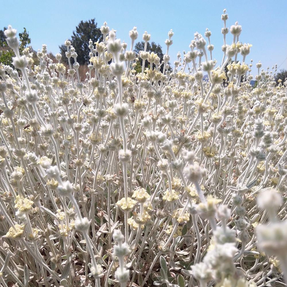 Crete Mountain Tea Organic