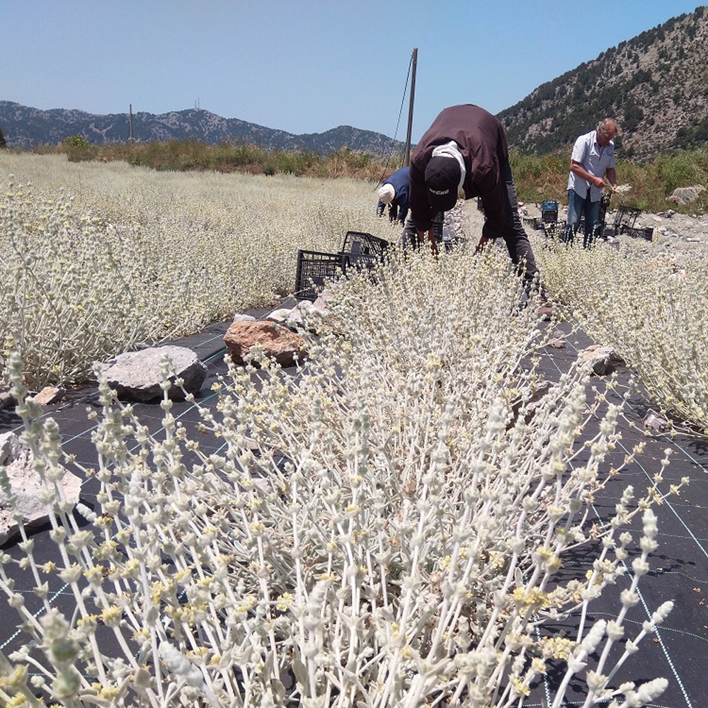 Crete Mountain Tea Organic