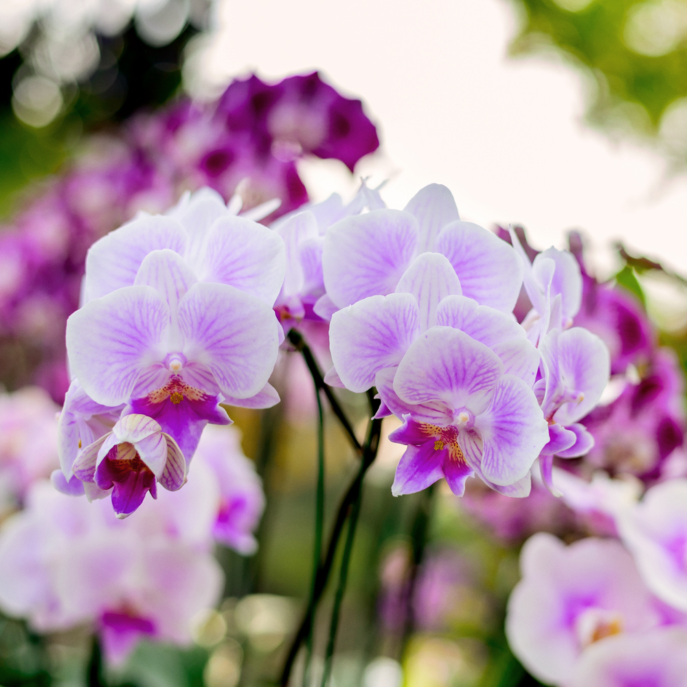 Thé noir à l'orchidée Thé noir à l'orchidée