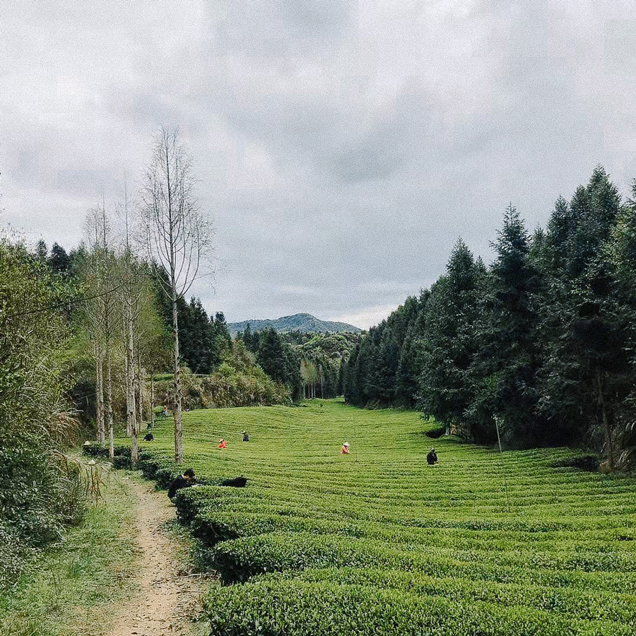 Orchid White Tea Orchid White Tea