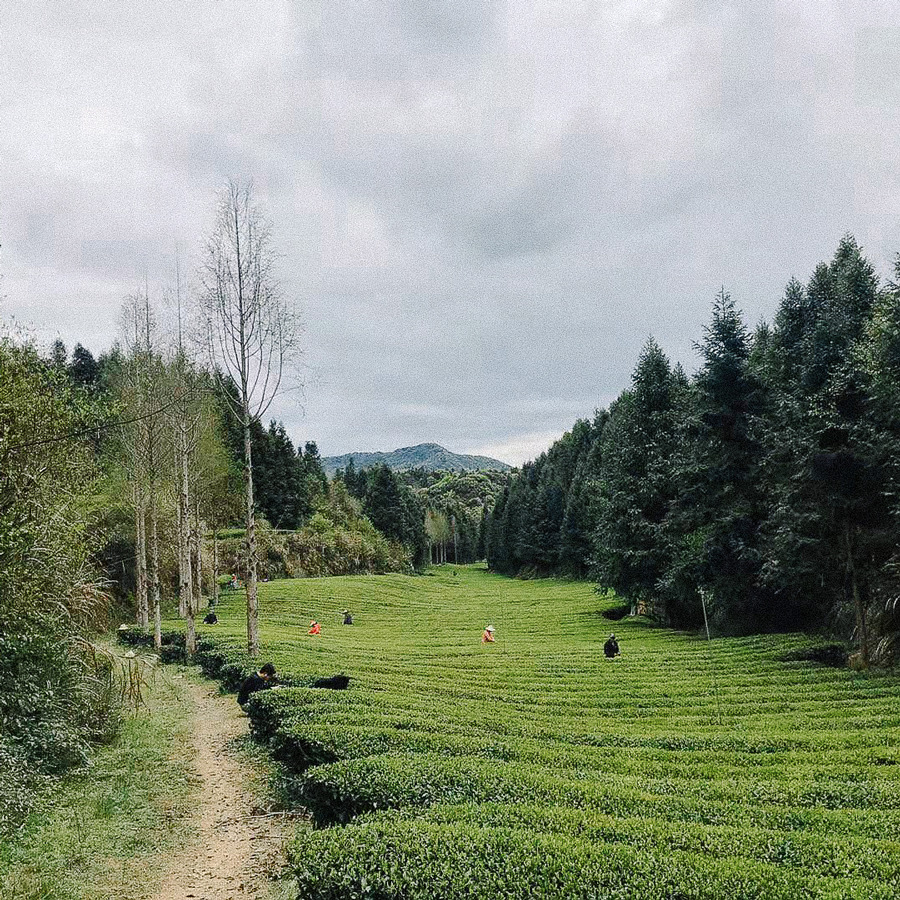 Orchid White Tea