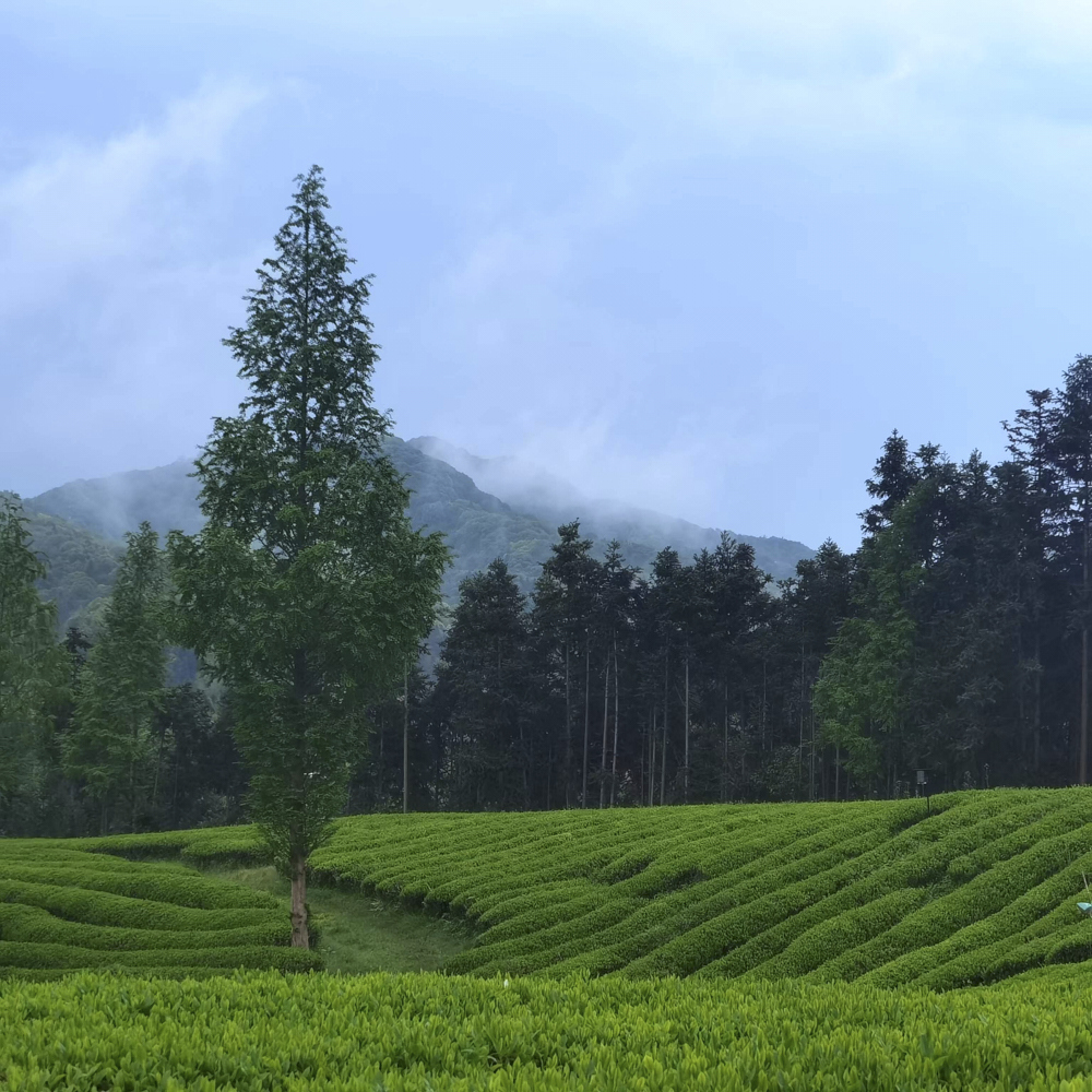 Orchid White Tea