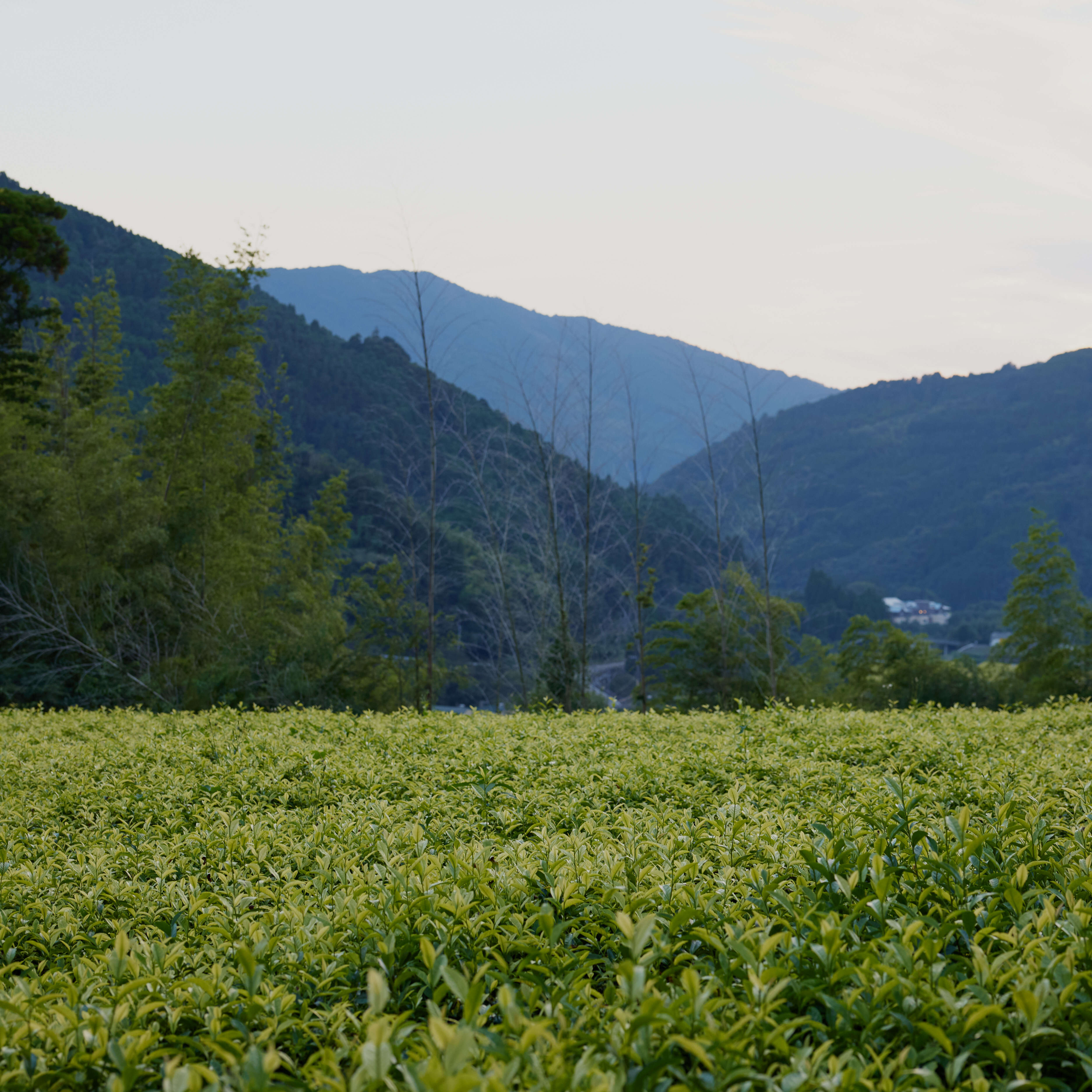Sencha Takaki Okuhikari Sencha Takaki Okuhikari