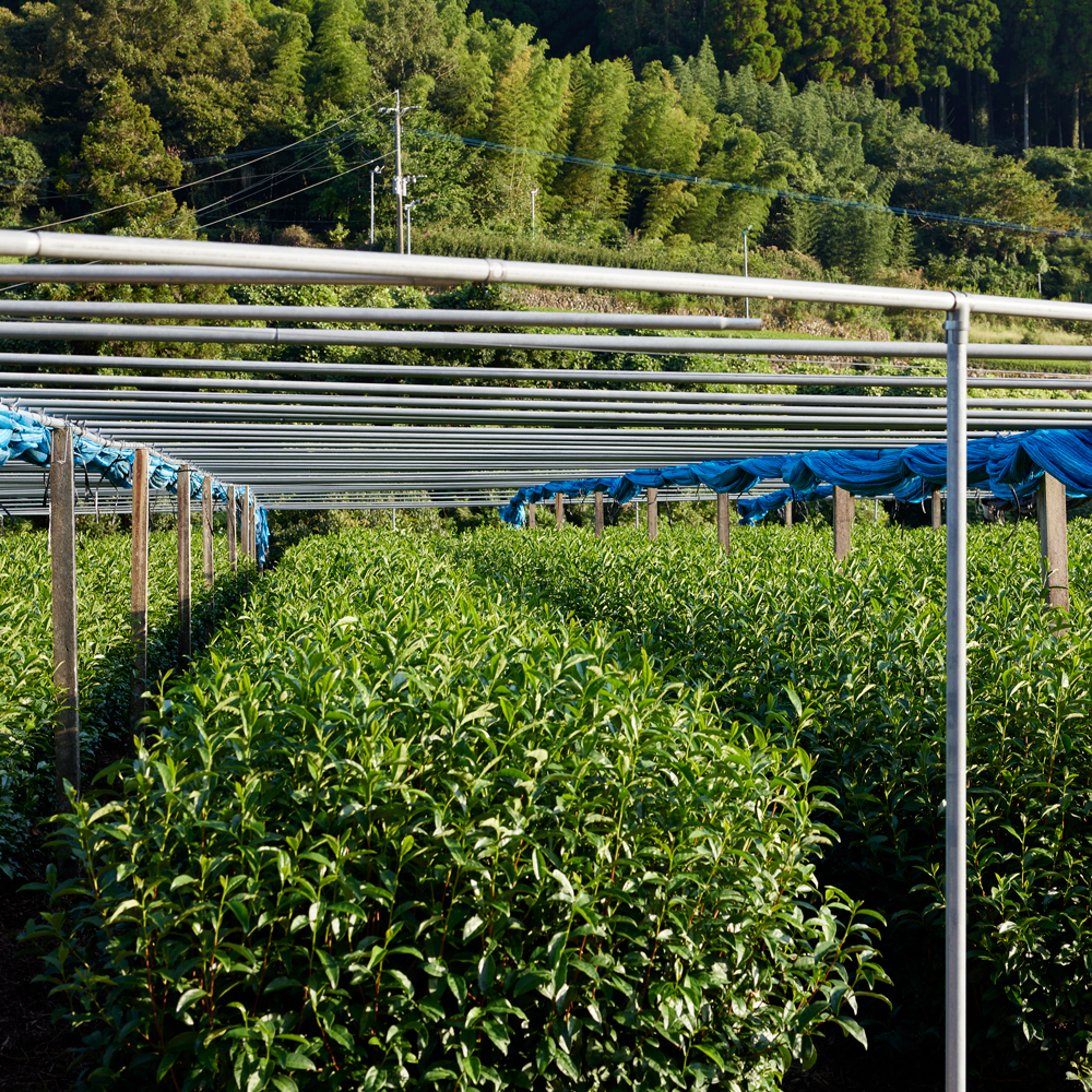 Gyokuro Hoshino Yama no Ibuki Gyokuro Hoshino Yama no Ibuki