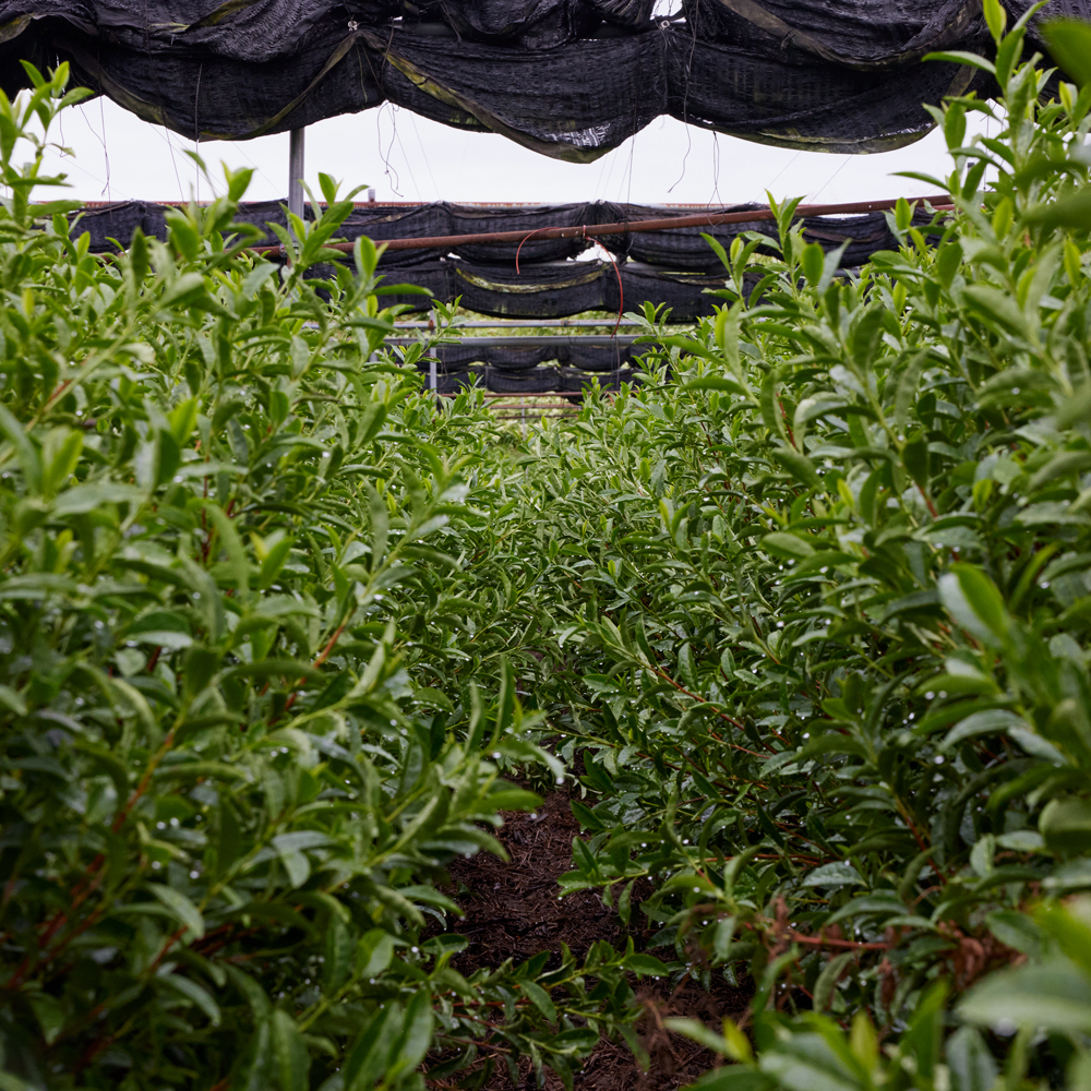 Matcha Sōtan Organic