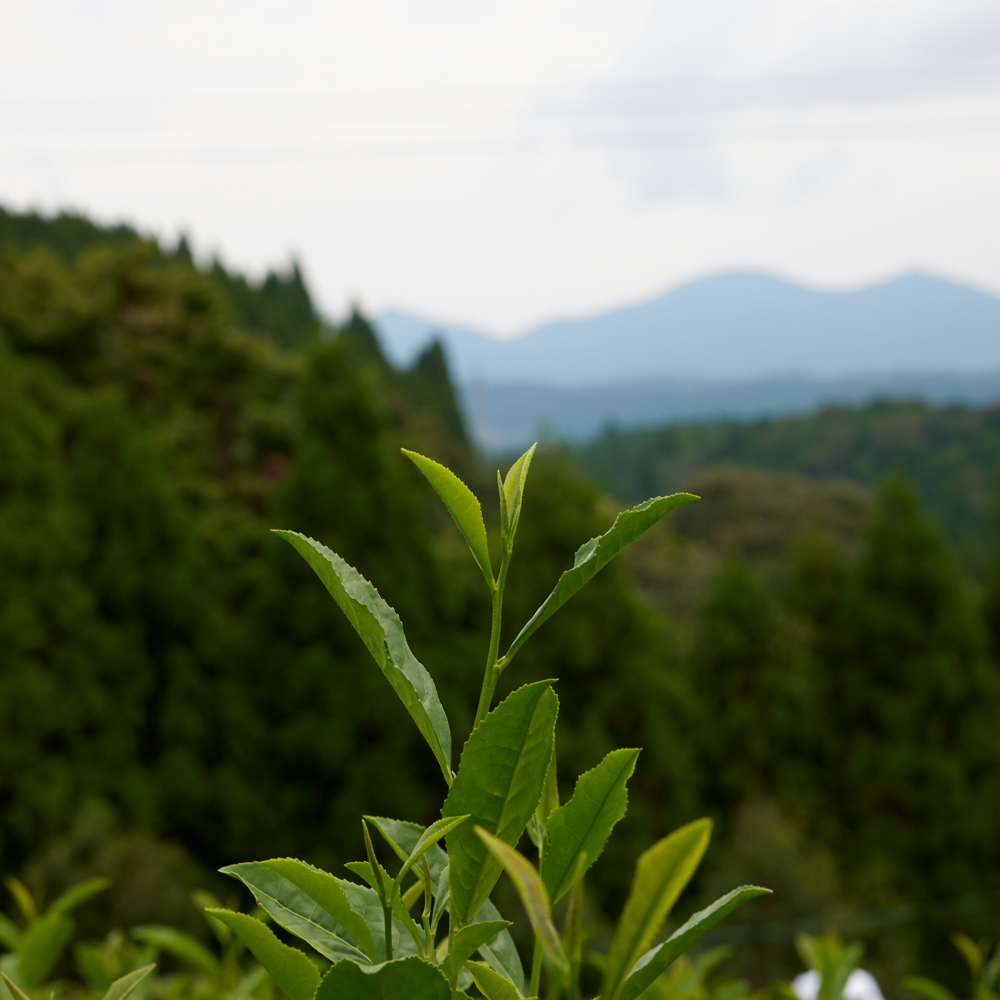 Sencha Makizono Nishi Hanaka Organic