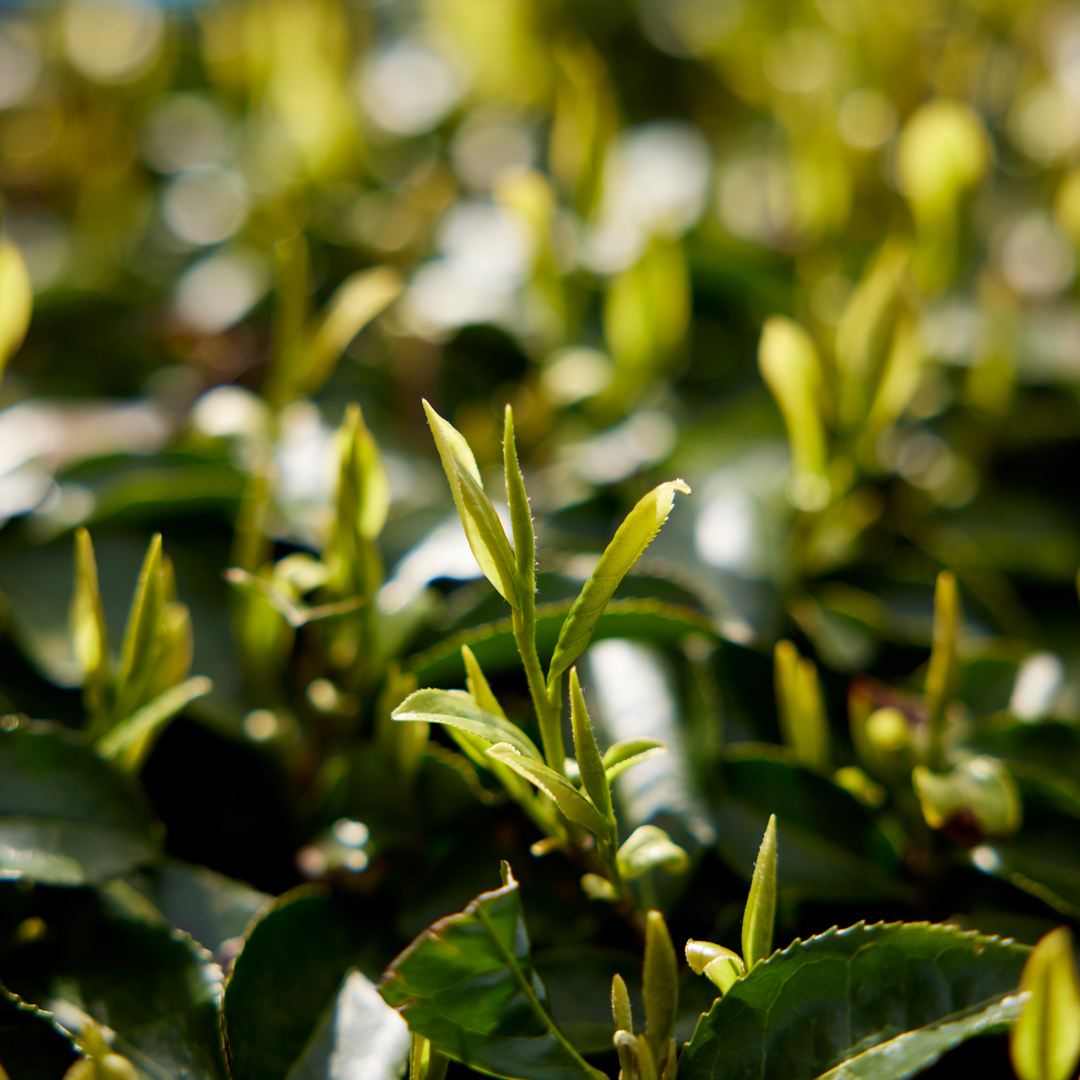 Sencha Honyama Fukumidori Organic Sencha Honyama Fukumidori Organic