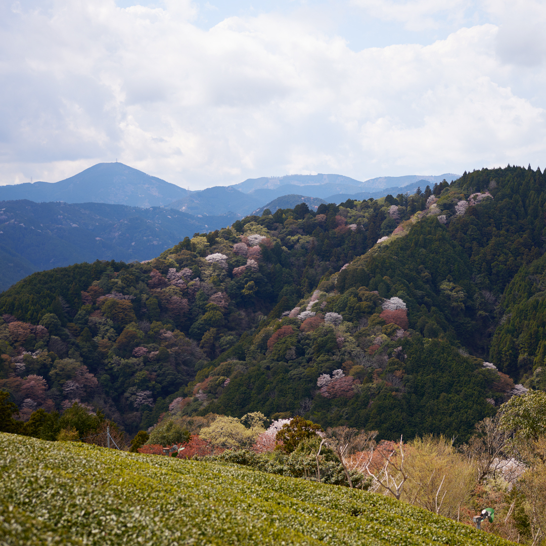 88 Ya no Shincha Honyama 2026 Organic