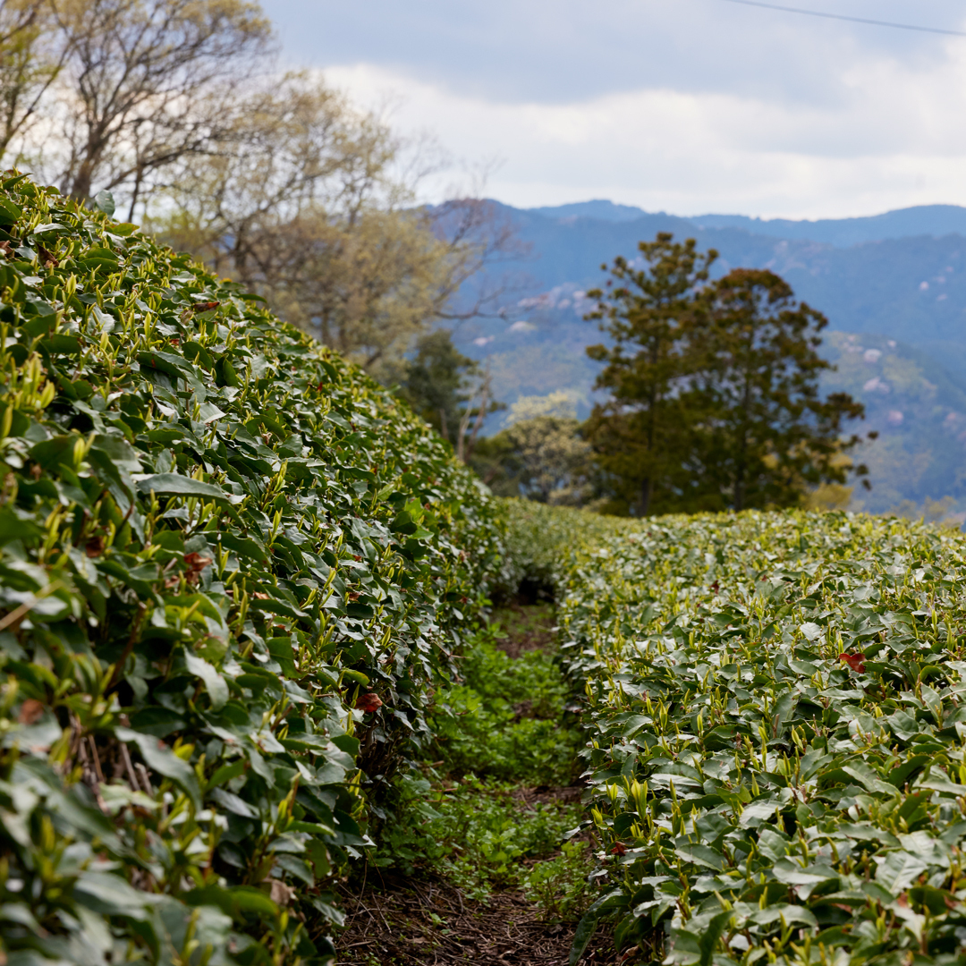 88 Ya no Shincha Honyama 2026 Organic