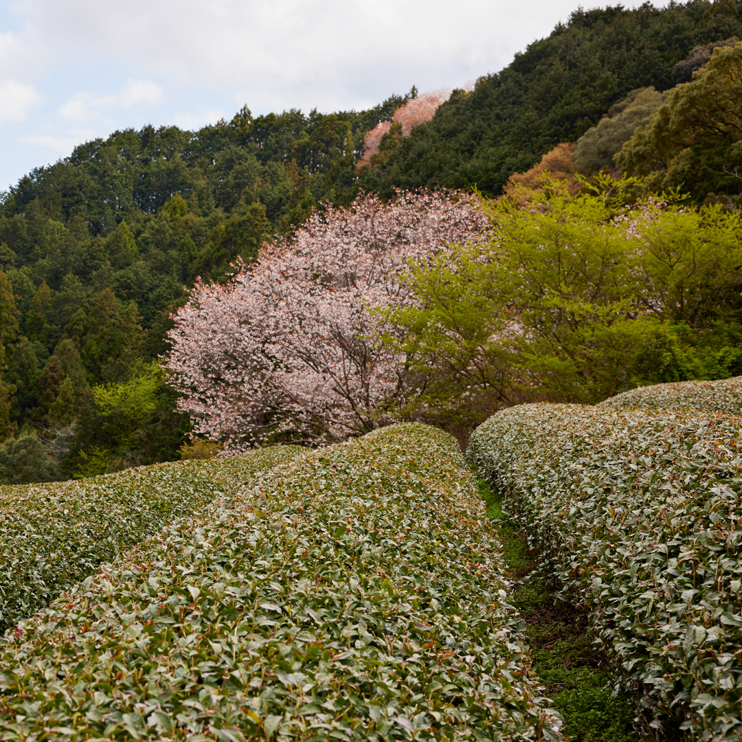 88 Ya no Shincha Honyama 2026 Organic