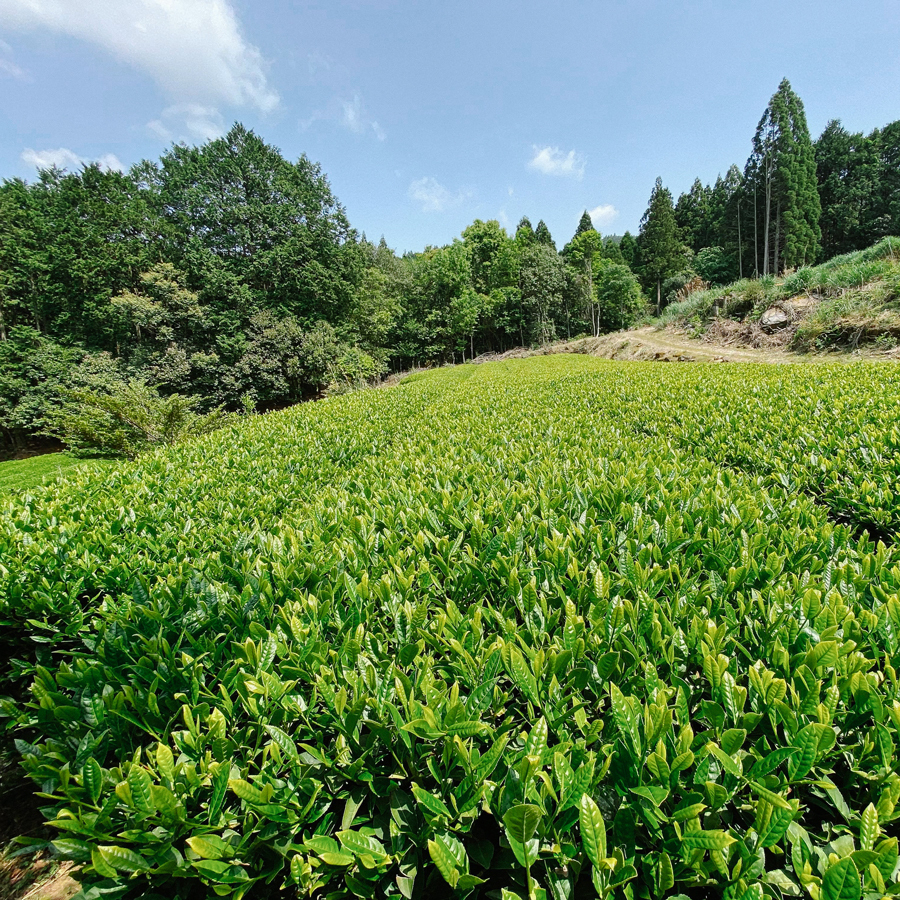 Wakocha Ashikita Koshun Summer