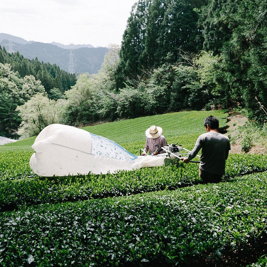 Sencha Yame Koboku Bio