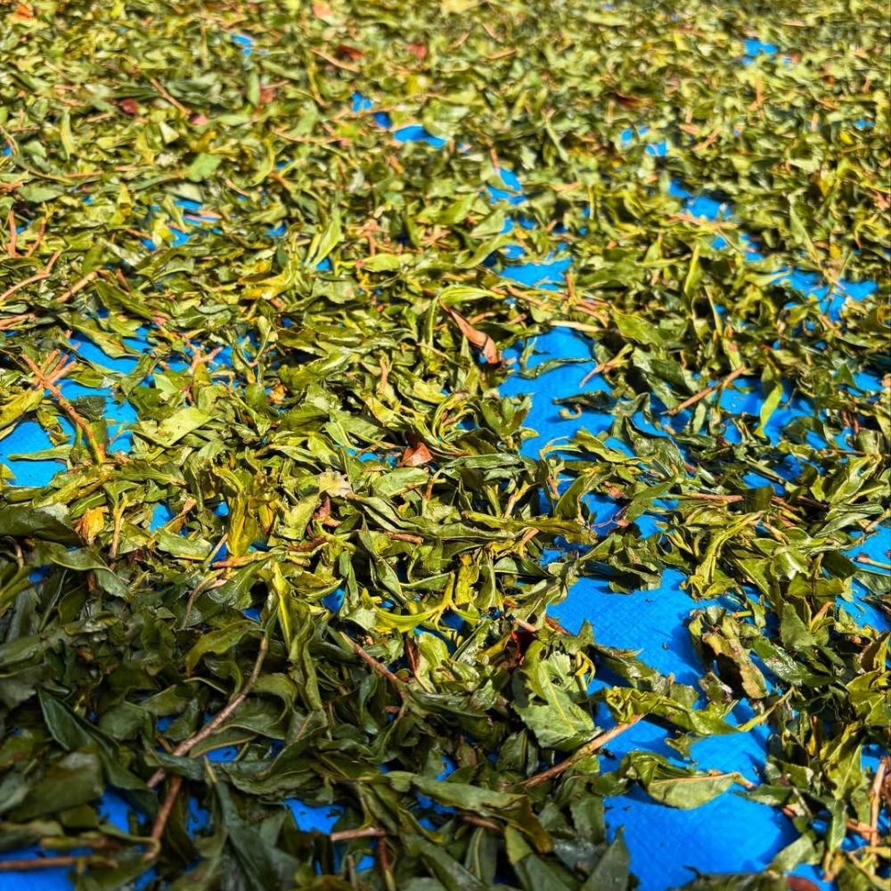 Sun dried Kamairi Summer Bancha P.free 